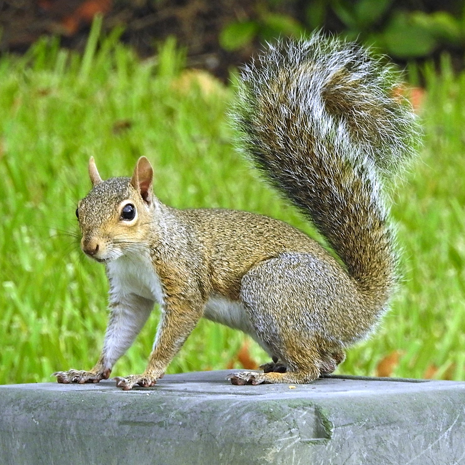 This picture shows a squirrel which has been known to nest in holes that exist in your home or on your solar panels in Calgary and Alberta. The can chew the solar wires and damage solar panels and solar inverters.