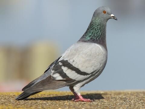 This picture shows a pigeon which has been known to nest in holes that exist in your home or on your solar panels in Calgary and Alberta.